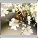 Exenterus amictorius - Schlupfwespe - Parasite of Diprion pini 088a 11mm-fdet02.jpg